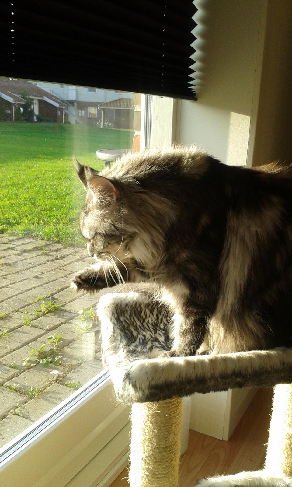 Maine Coon Julie billede 2