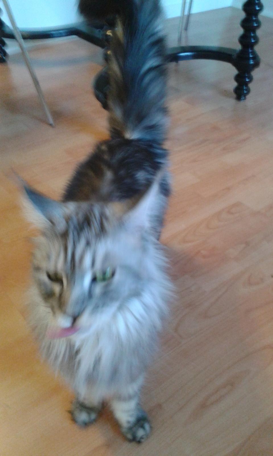 Maine Coon Julie billede 3