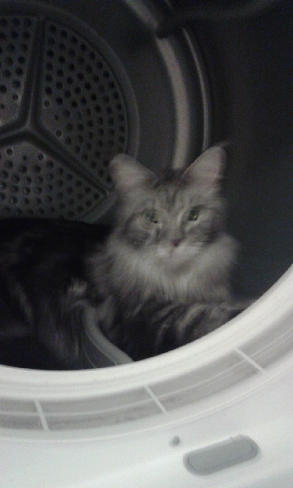 Maine Coon Julie billede 4