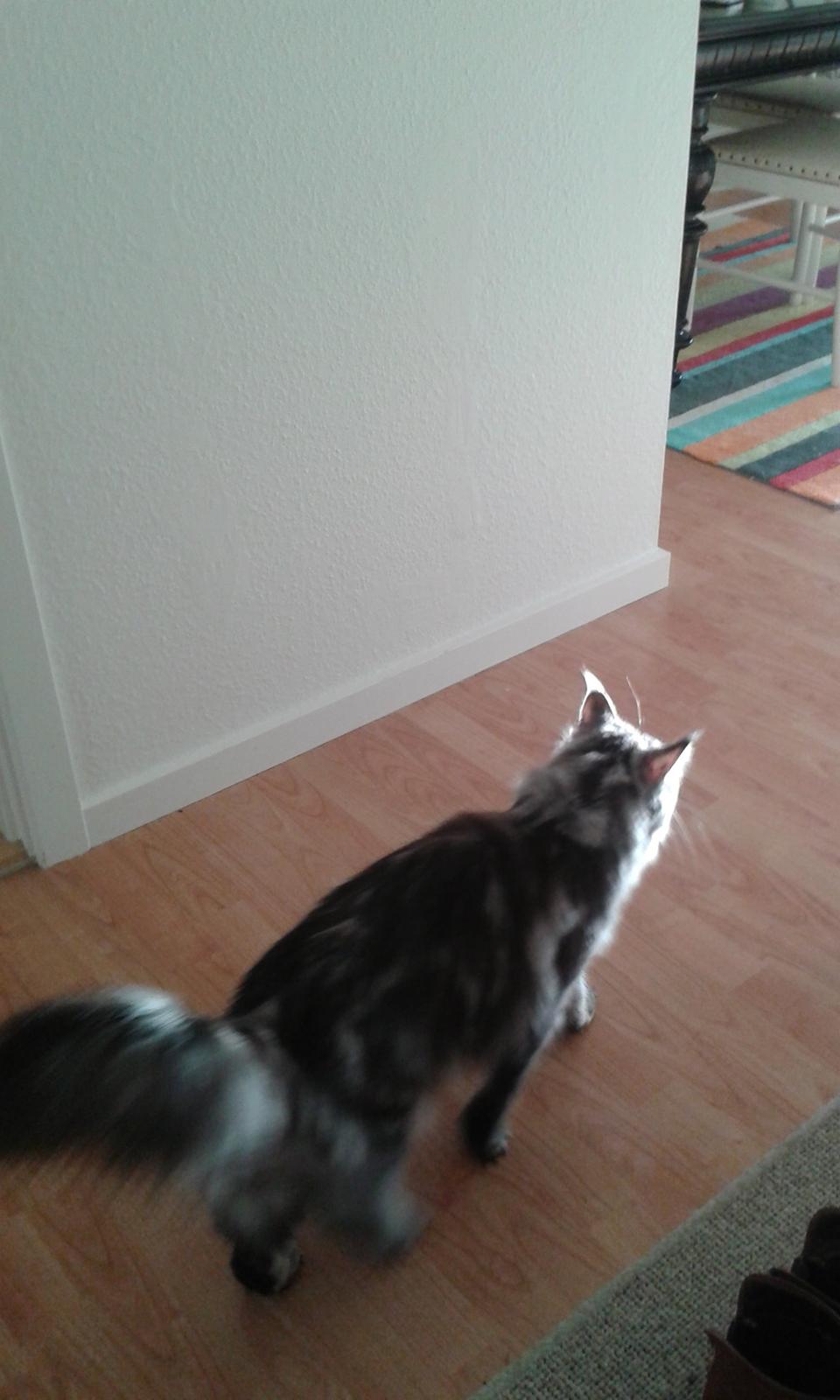 Maine Coon Julie billede 5