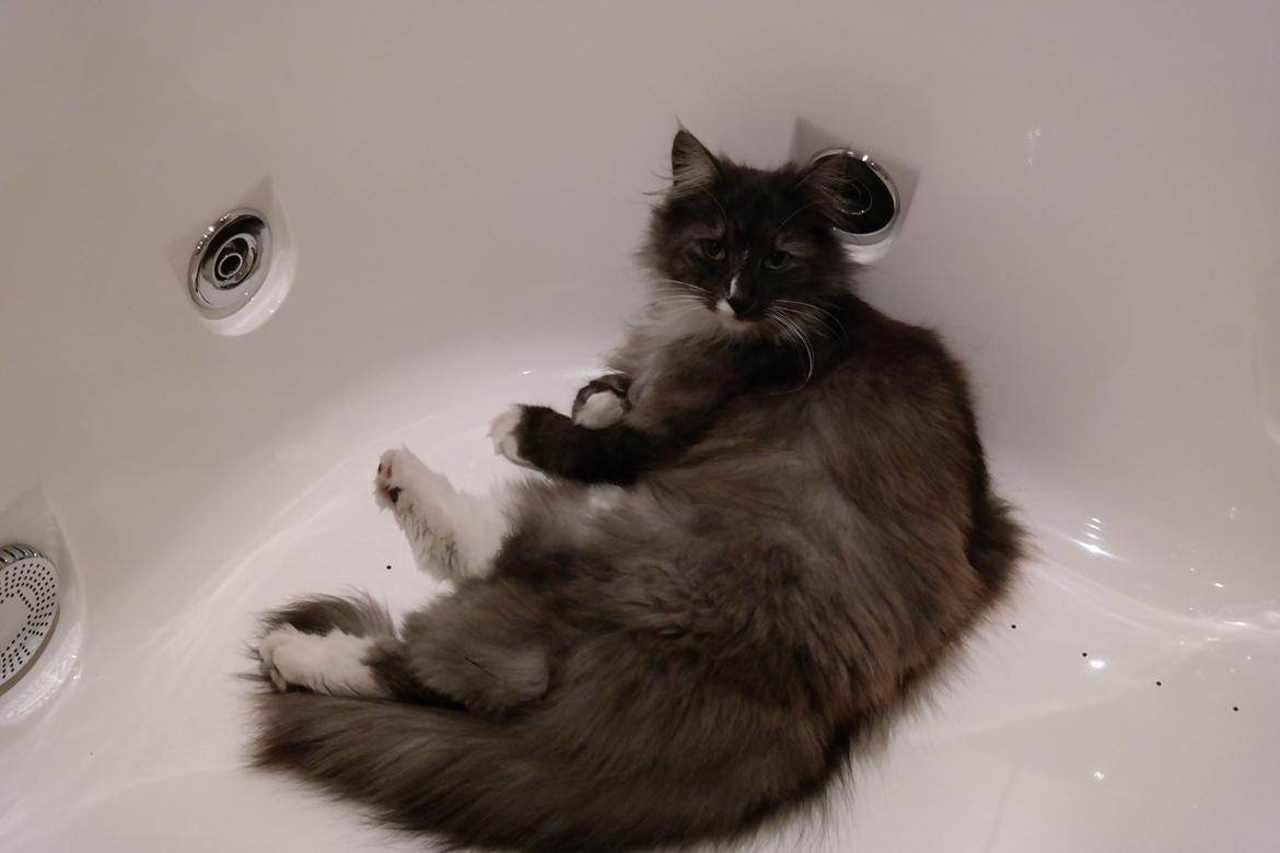 Norsk Skovkat Caroline Matilde billede 1