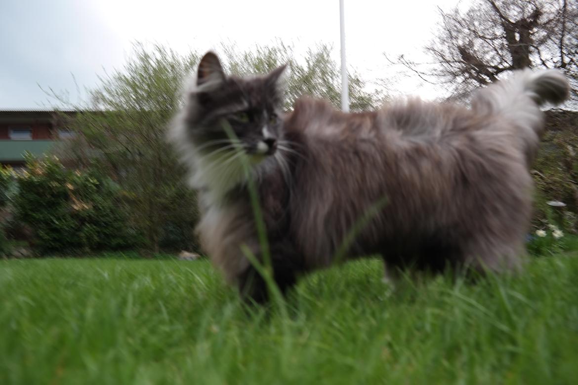 Norsk Skovkat Caroline Matilde billede 2