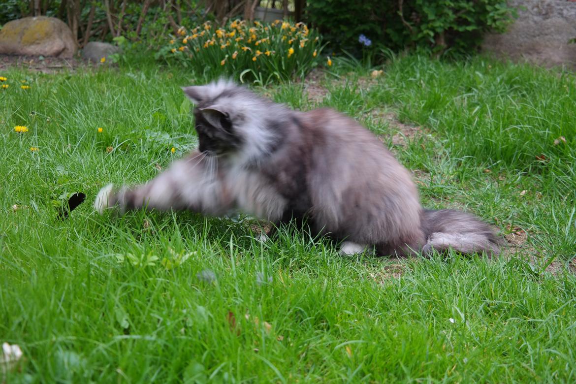 Norsk Skovkat Caroline Matilde billede 3