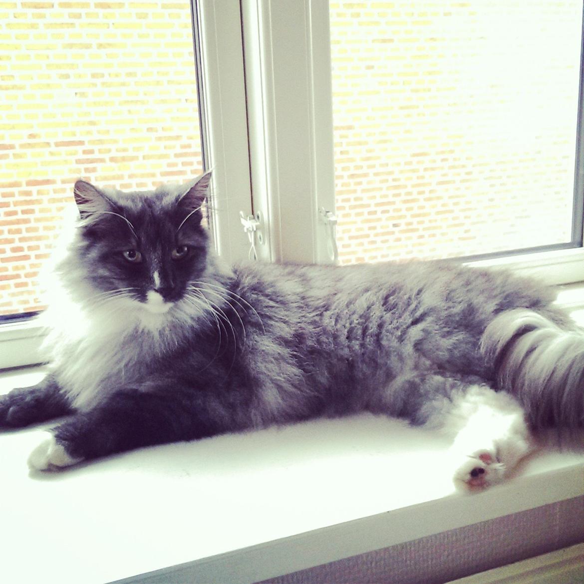 Norsk Skovkat Caroline Matilde billede 4