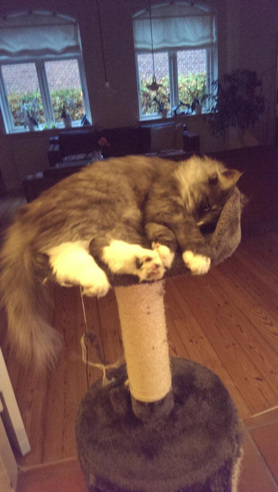 Norsk Skovkat Caroline Matilde billede 5