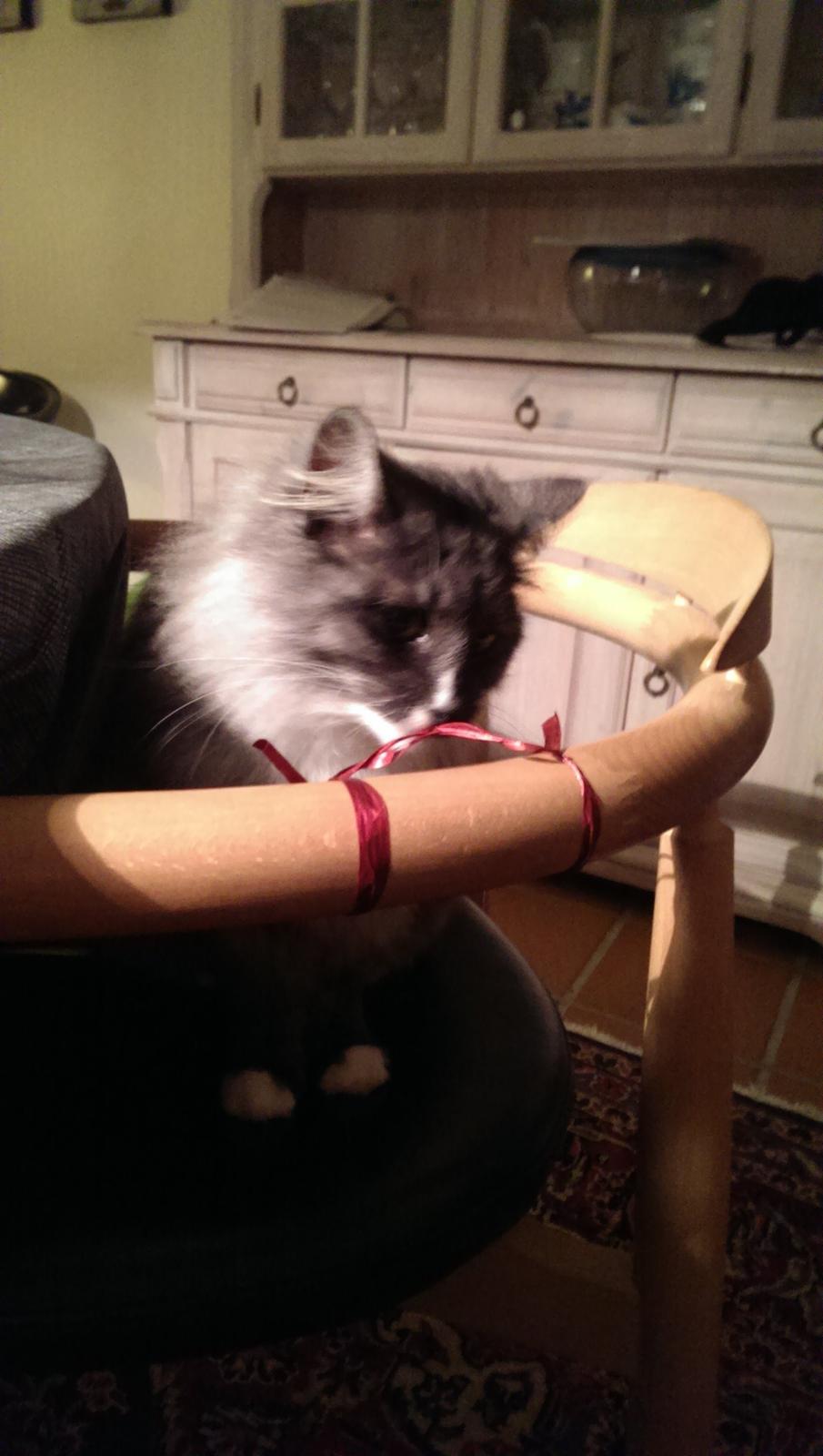 Norsk Skovkat Caroline Matilde billede 6