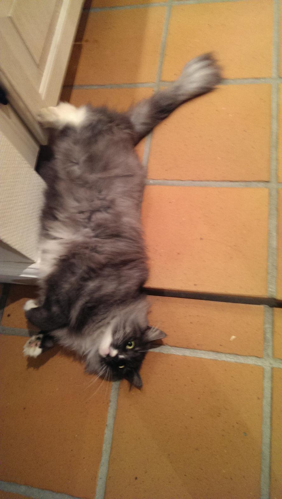 Norsk Skovkat Caroline Matilde billede 7