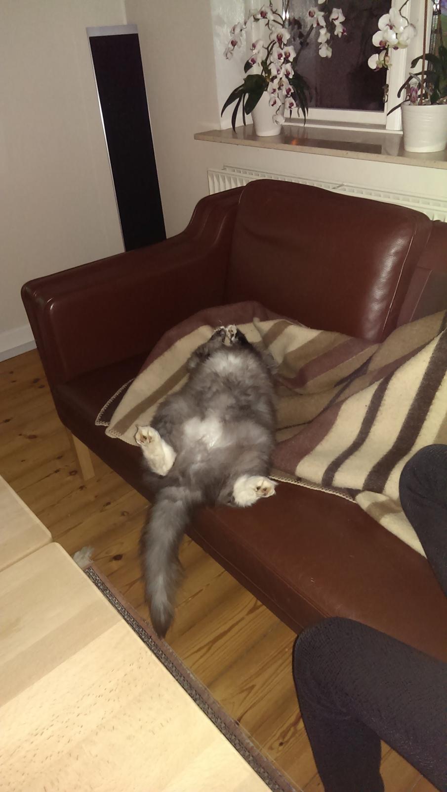 Norsk Skovkat Caroline Matilde billede 8