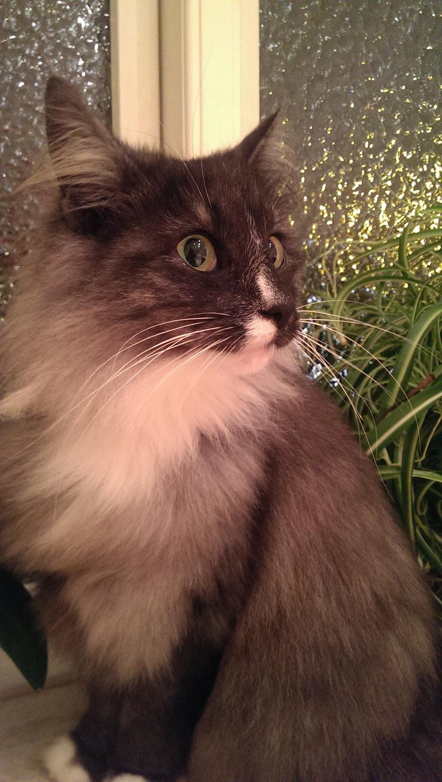 Norsk Skovkat Caroline Matilde billede 9