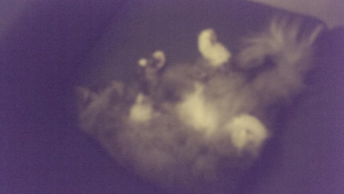 Norsk Skovkat Caroline Matilde billede 10