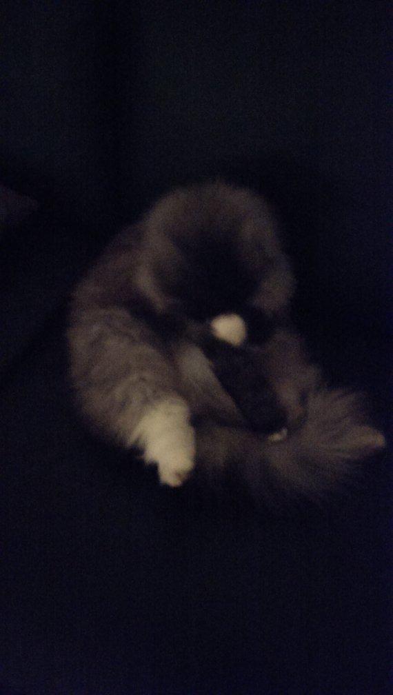 Norsk Skovkat Caroline Matilde billede 11