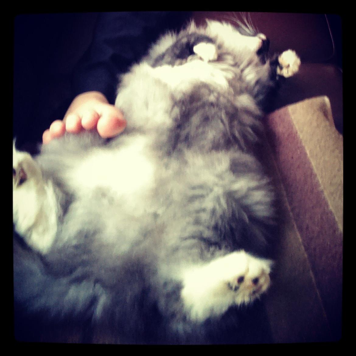 Norsk Skovkat Caroline Matilde billede 12