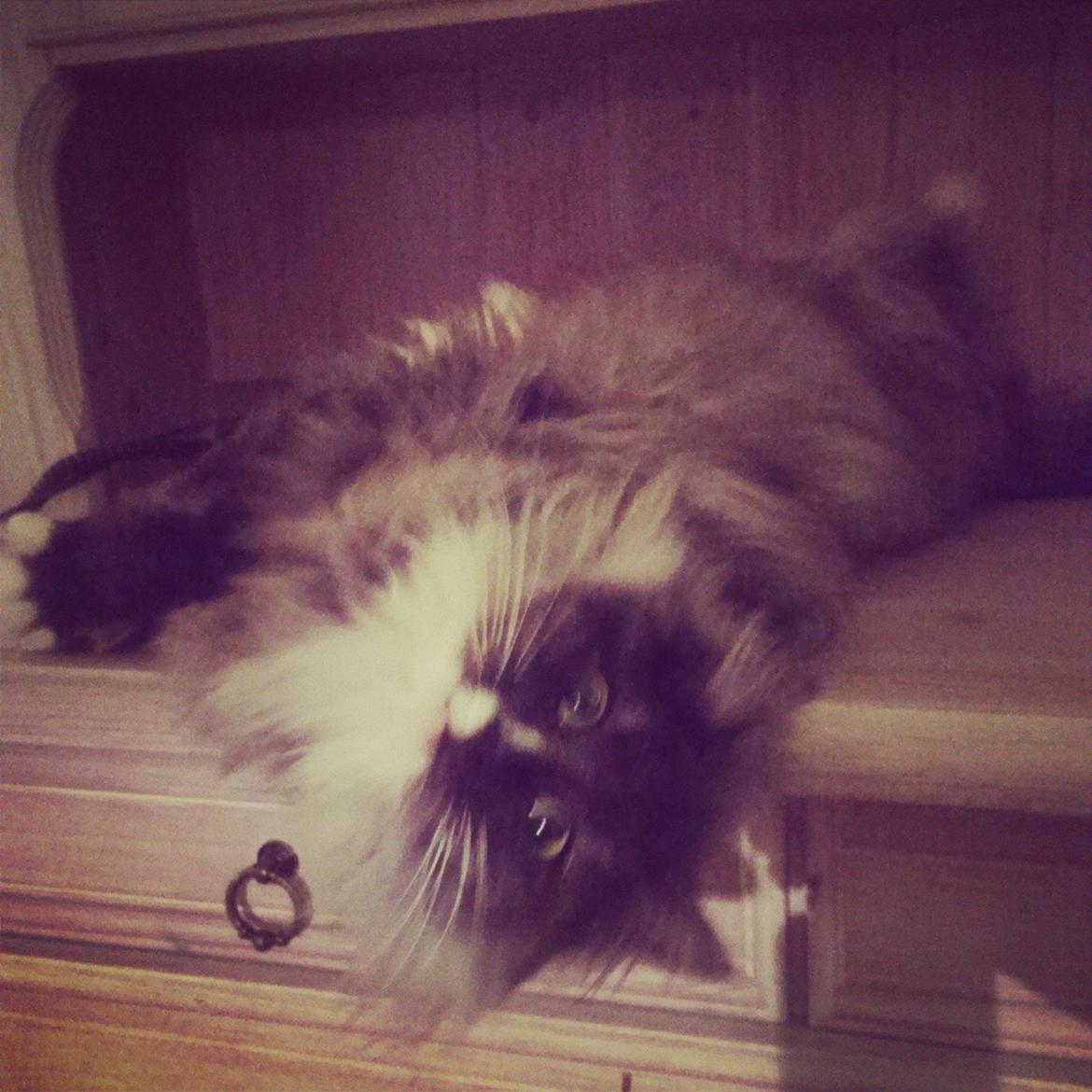 Norsk Skovkat Caroline Matilde billede 13