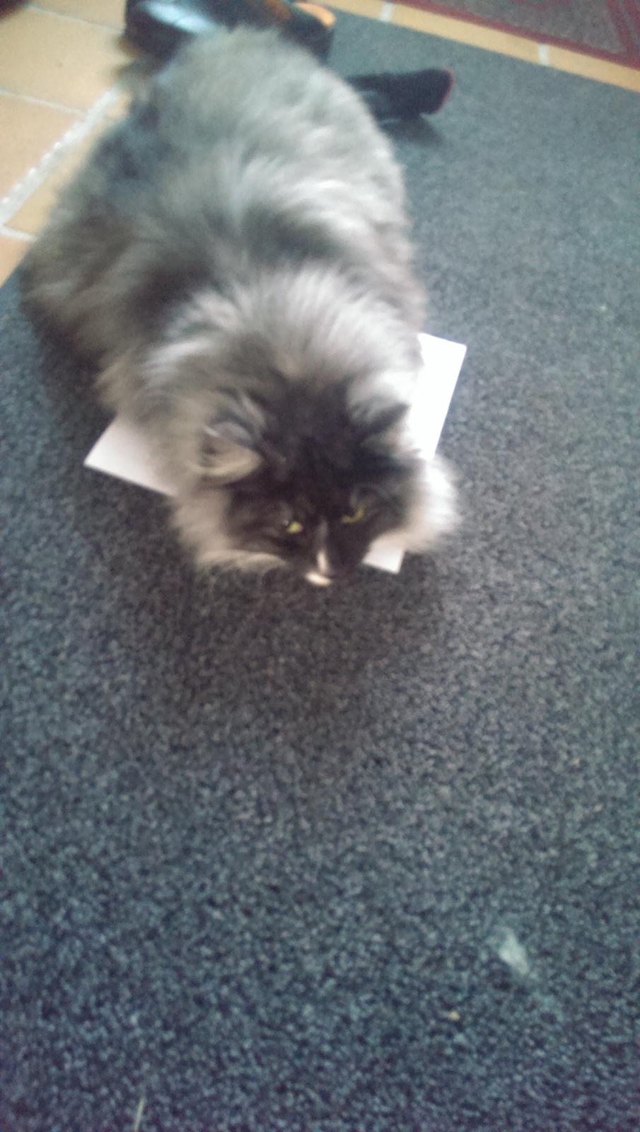 Norsk Skovkat Caroline Matilde billede 14