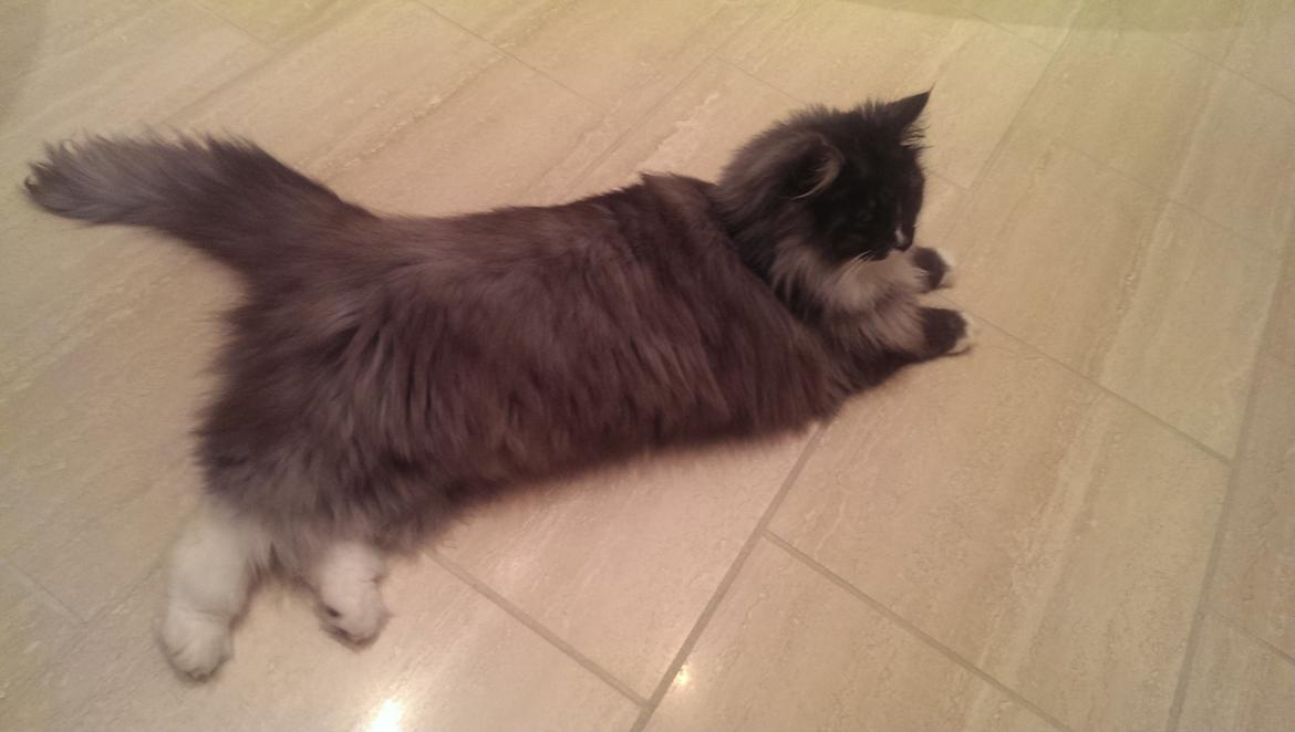 Norsk Skovkat Caroline Matilde billede 15