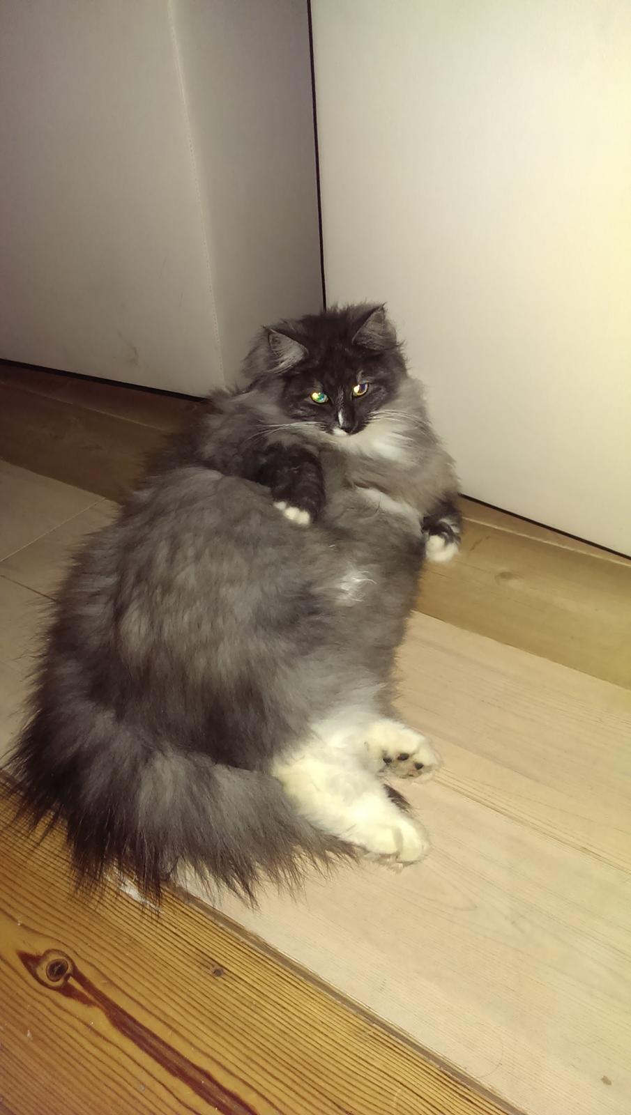 Norsk Skovkat Caroline Matilde billede 16