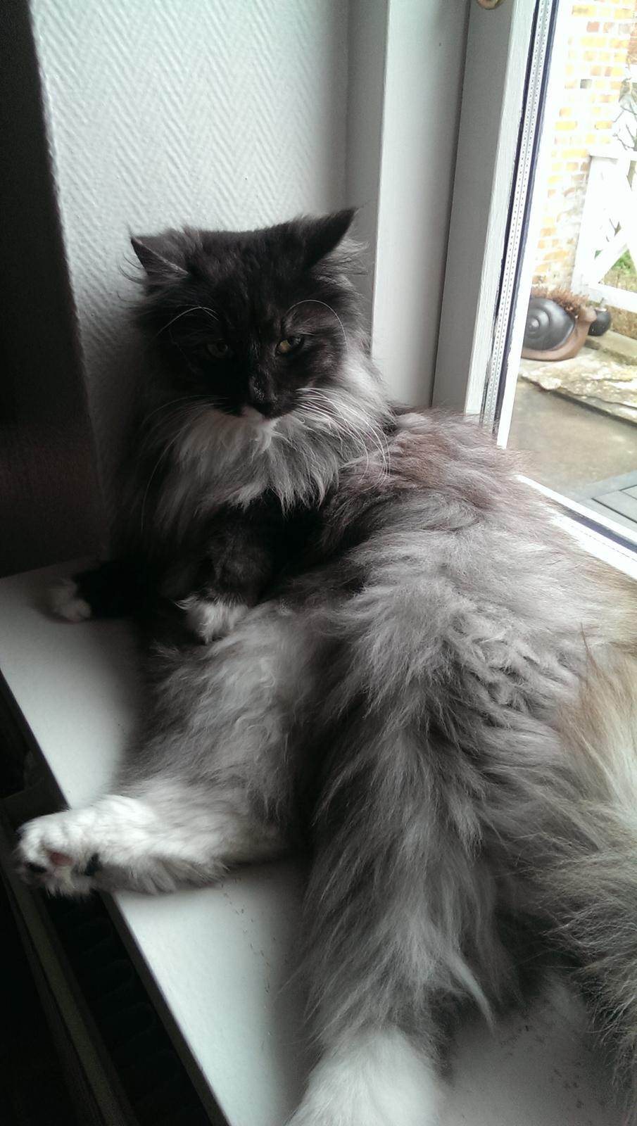 Norsk Skovkat Caroline Matilde billede 17