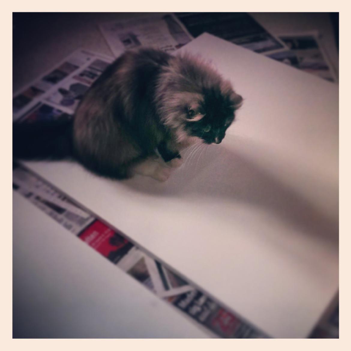 Norsk Skovkat Caroline Matilde billede 18