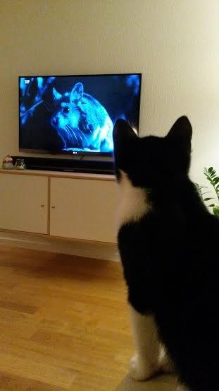 Huskat Diezel - UMMMM der er mad i tv'et billede 11