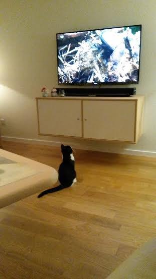 Huskat Diezel - Diezel kan godt lide at se fjernsyn billede 12