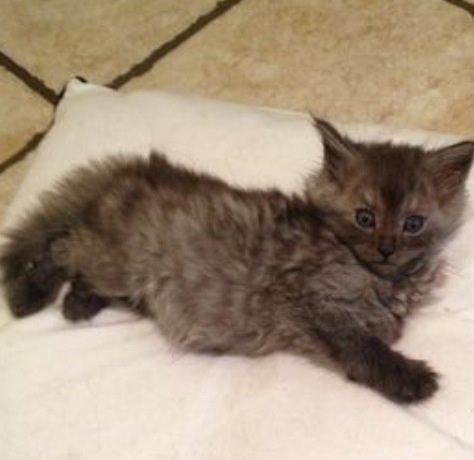 Maine Coon Gonzo billede 1