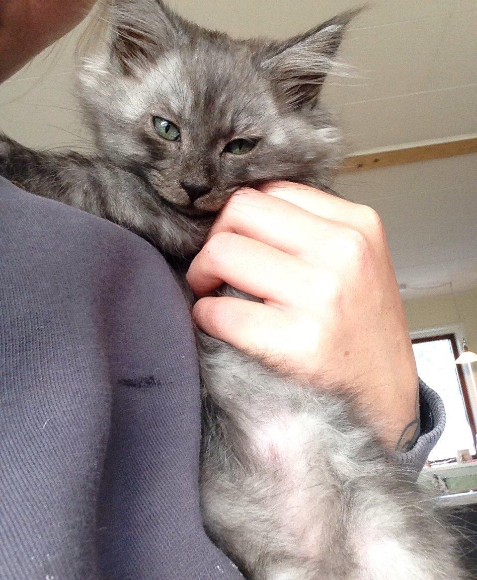 Maine Coon Gonzo billede 2