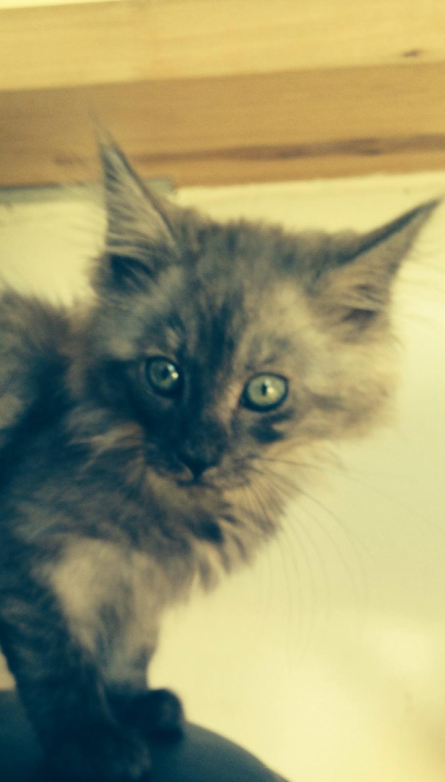 Maine Coon Gonzo billede 3