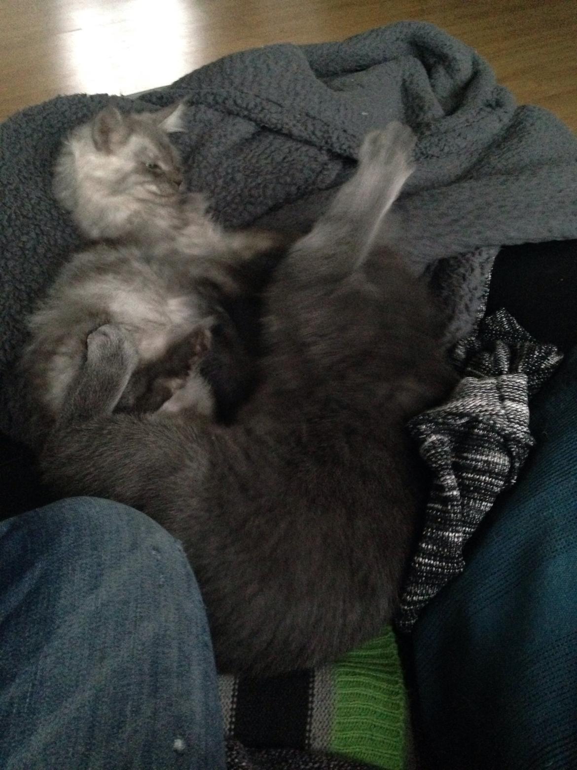 Maine Coon Gonzo billede 4