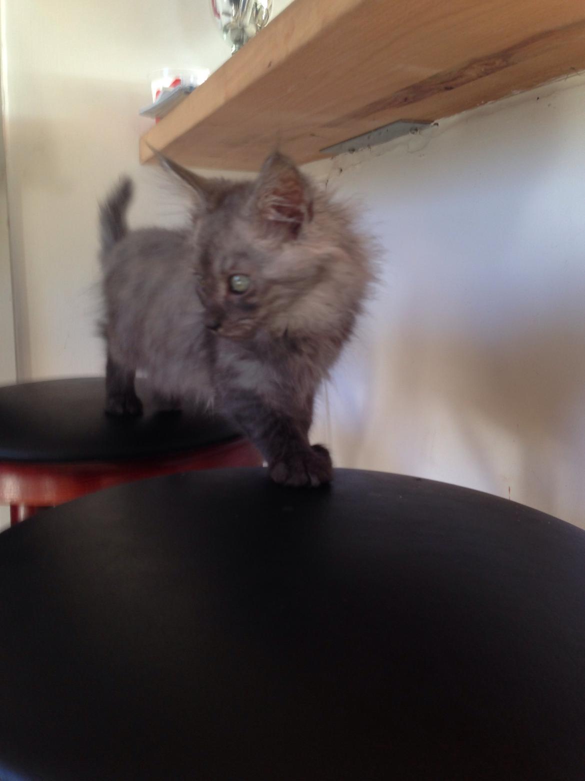 Maine Coon Gonzo billede 5