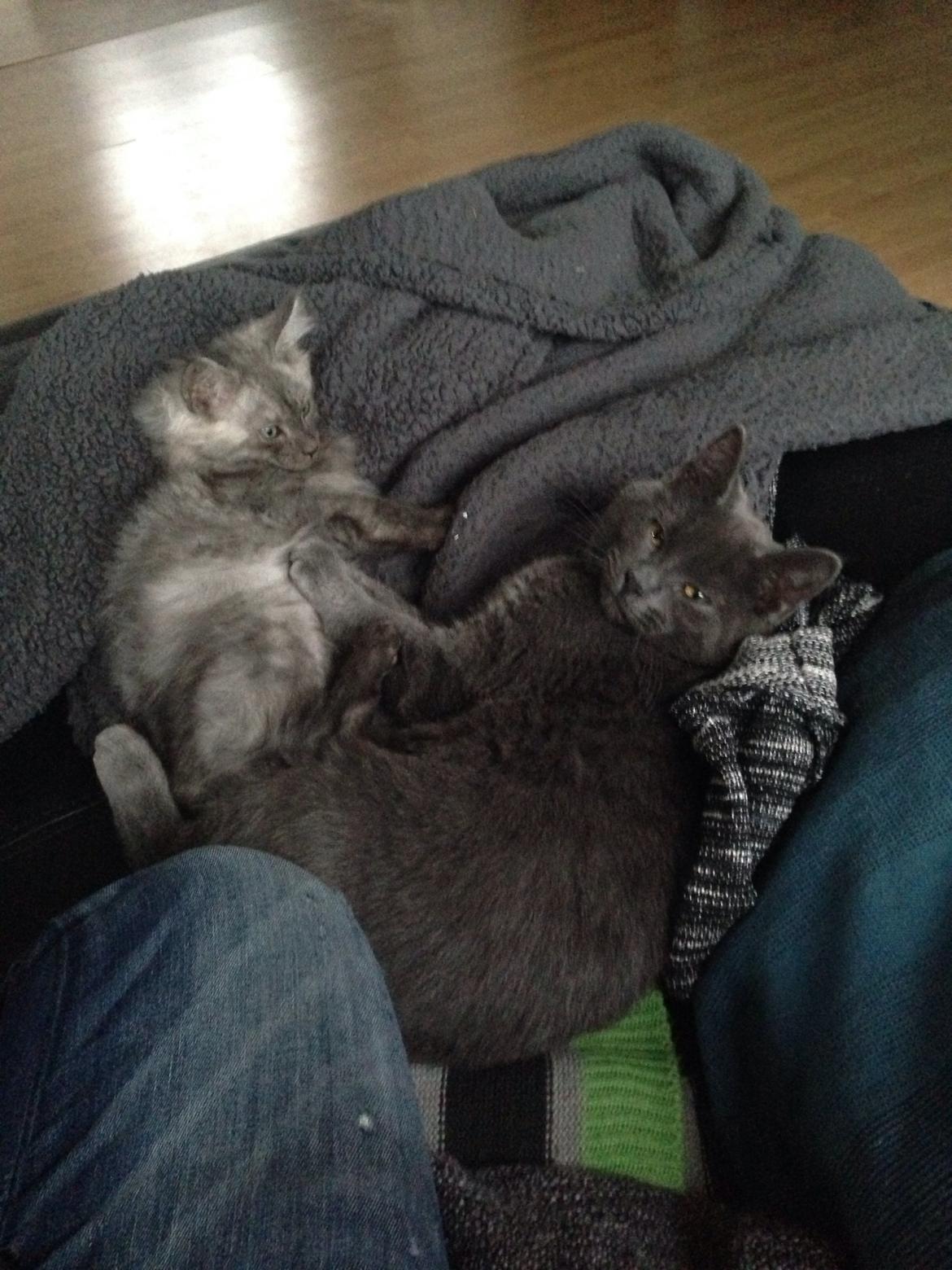 Maine Coon Gonzo billede 6