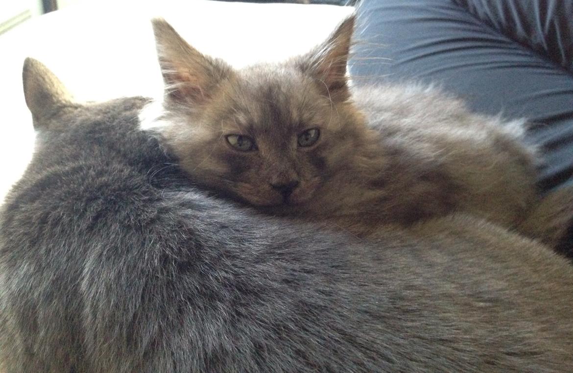 Maine Coon Gonzo billede 7