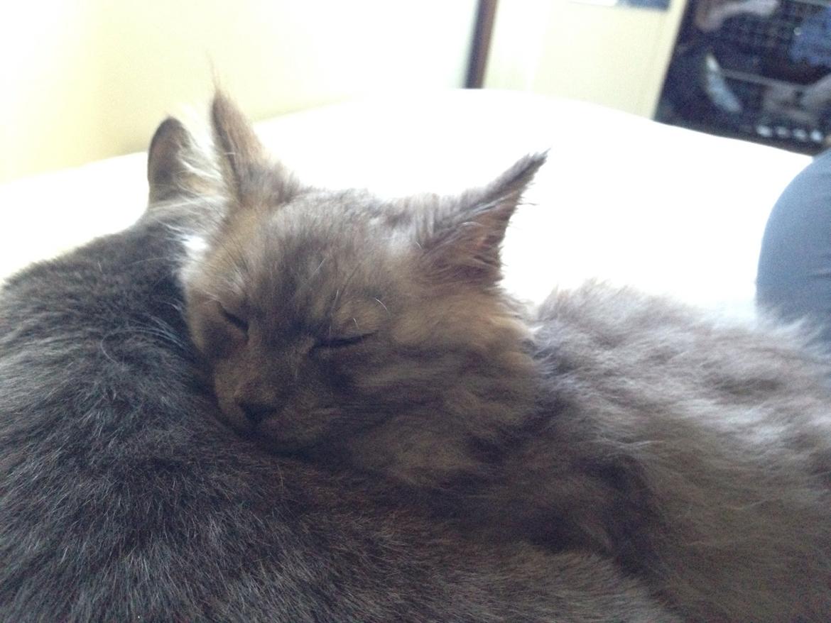 Maine Coon Gonzo billede 8