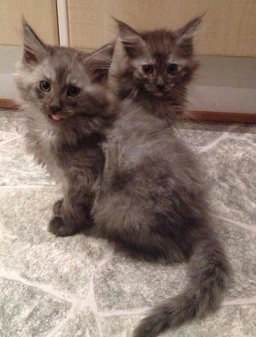 Maine Coon Gonzo billede 9