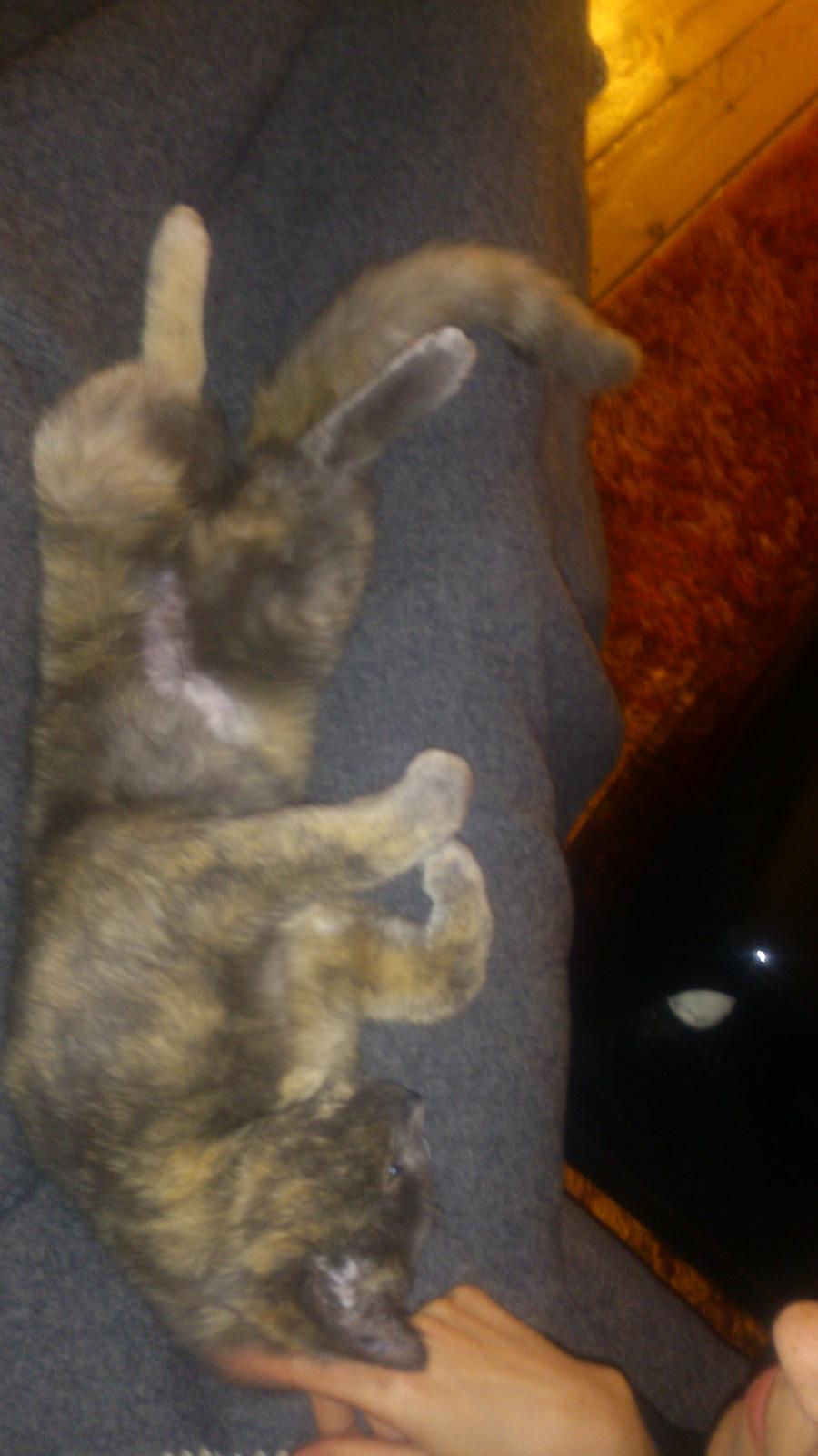 Huskat Chilli billede 18