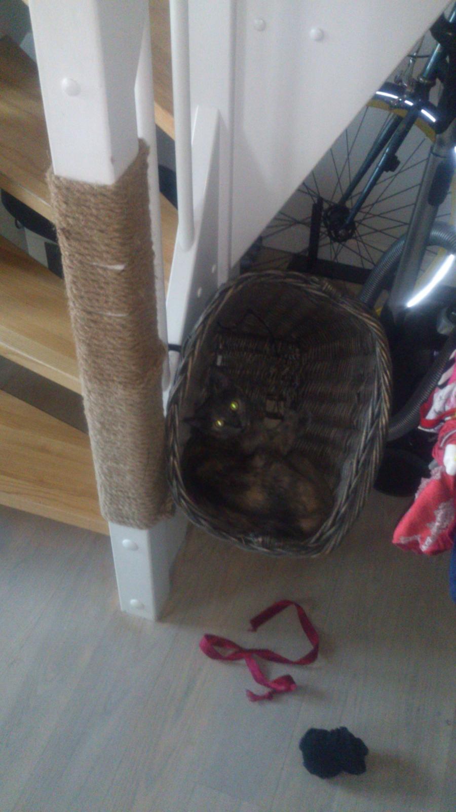 Huskat Chilli billede 3