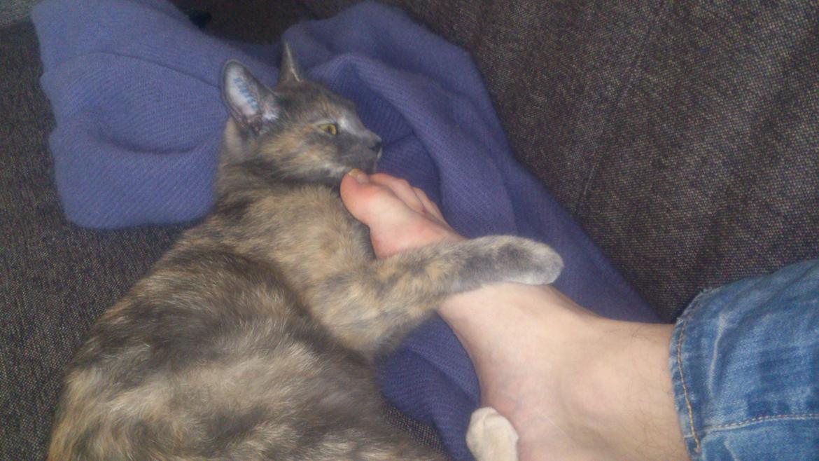 Huskat Chilli billede 12