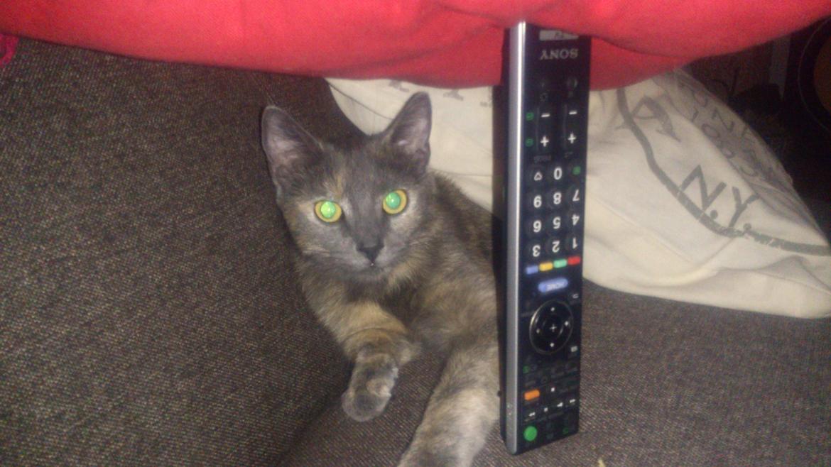 Huskat Chilli billede 10