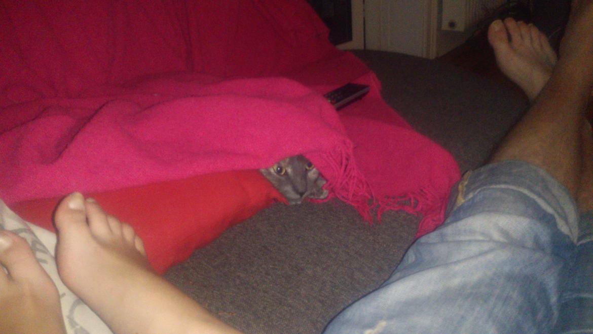 Huskat Chilli billede 11