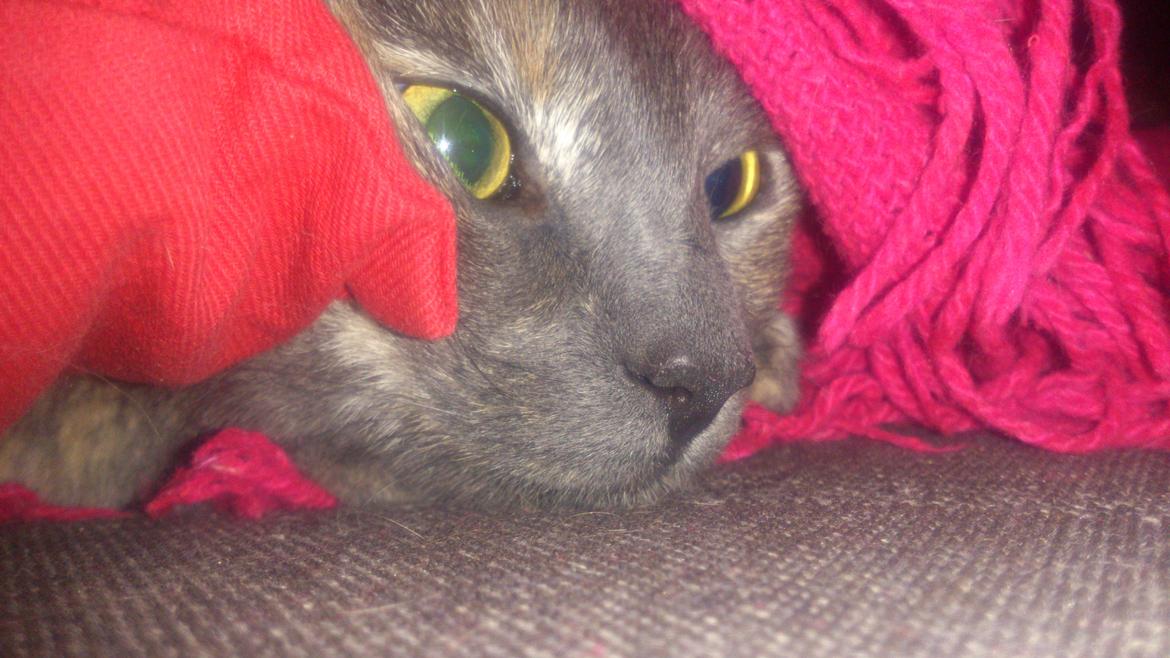 Huskat Chilli billede 5