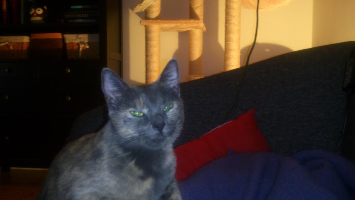 Huskat Chilli billede 17