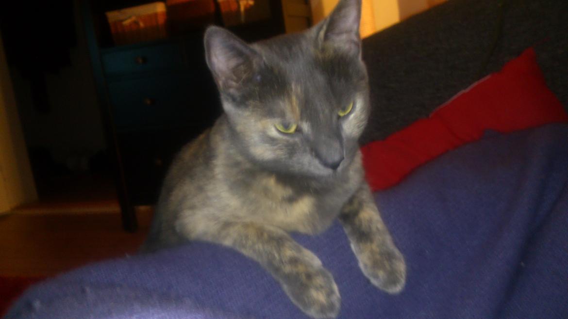 Huskat Chilli billede 7