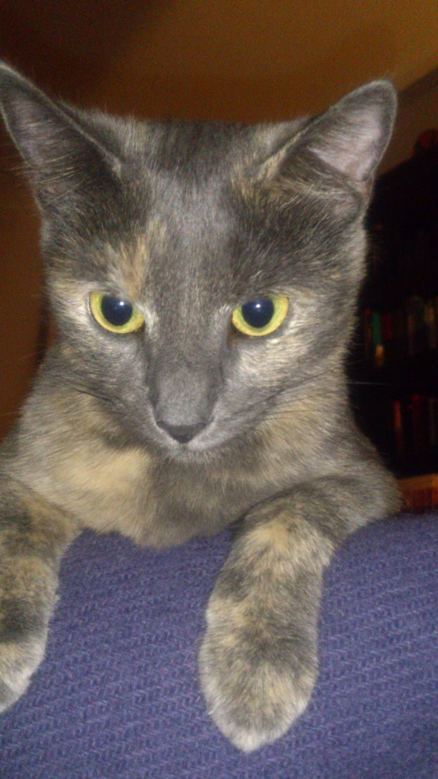 Huskat Chilli billede 2