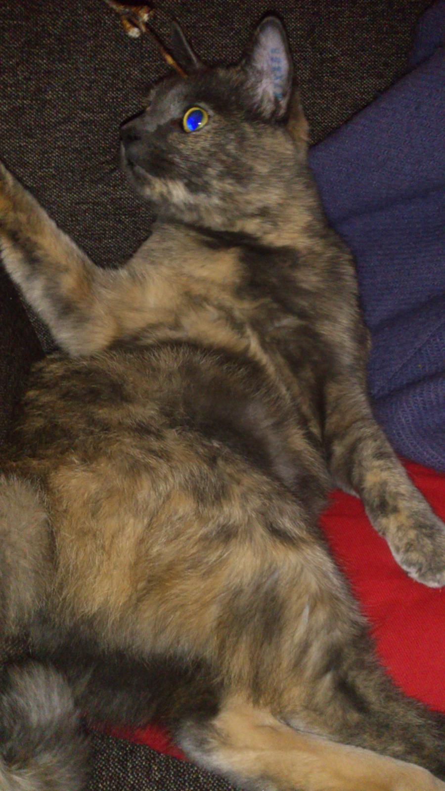 Huskat Chilli billede 8