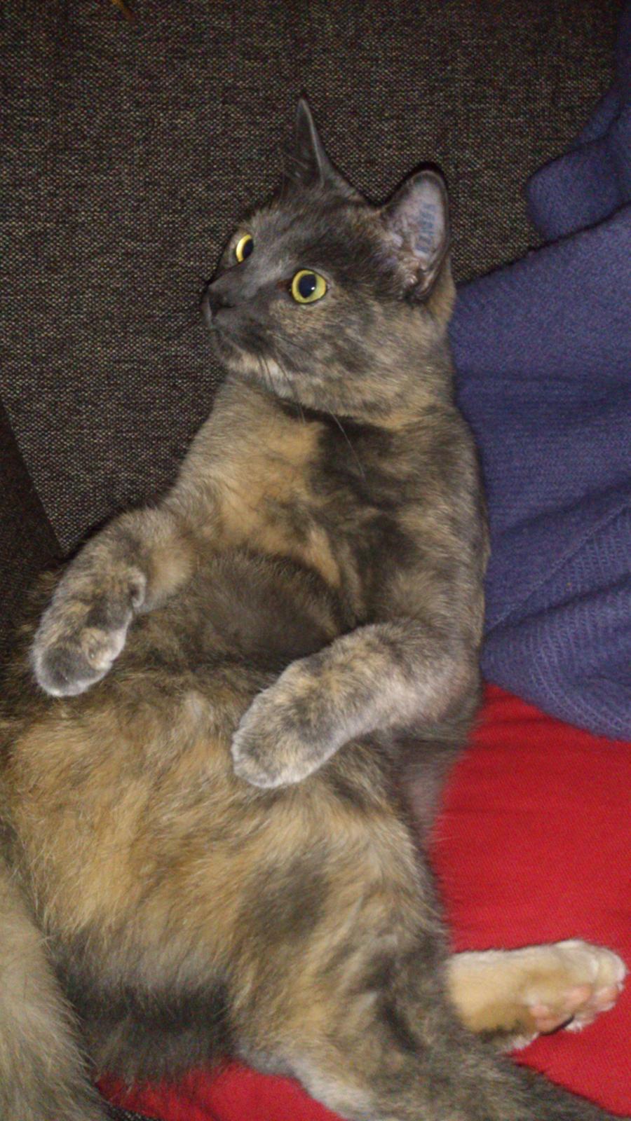 Huskat Chilli billede 9