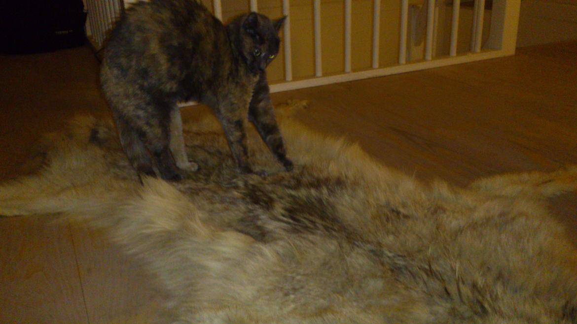 Huskat Chilli billede 13