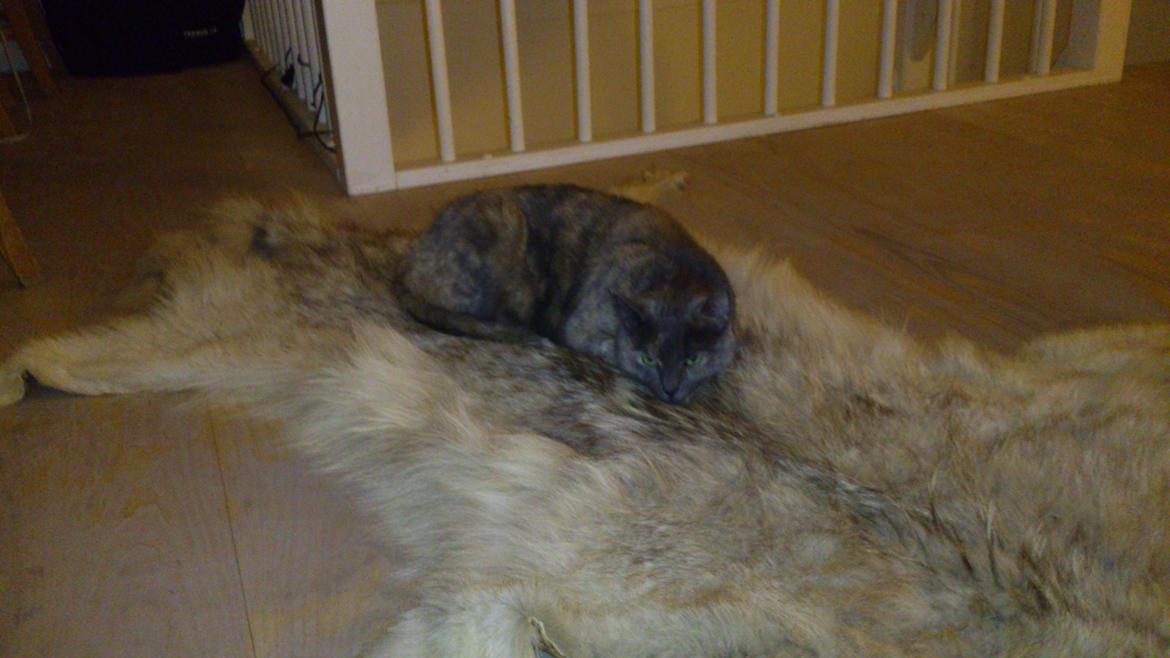 Huskat Chilli billede 14