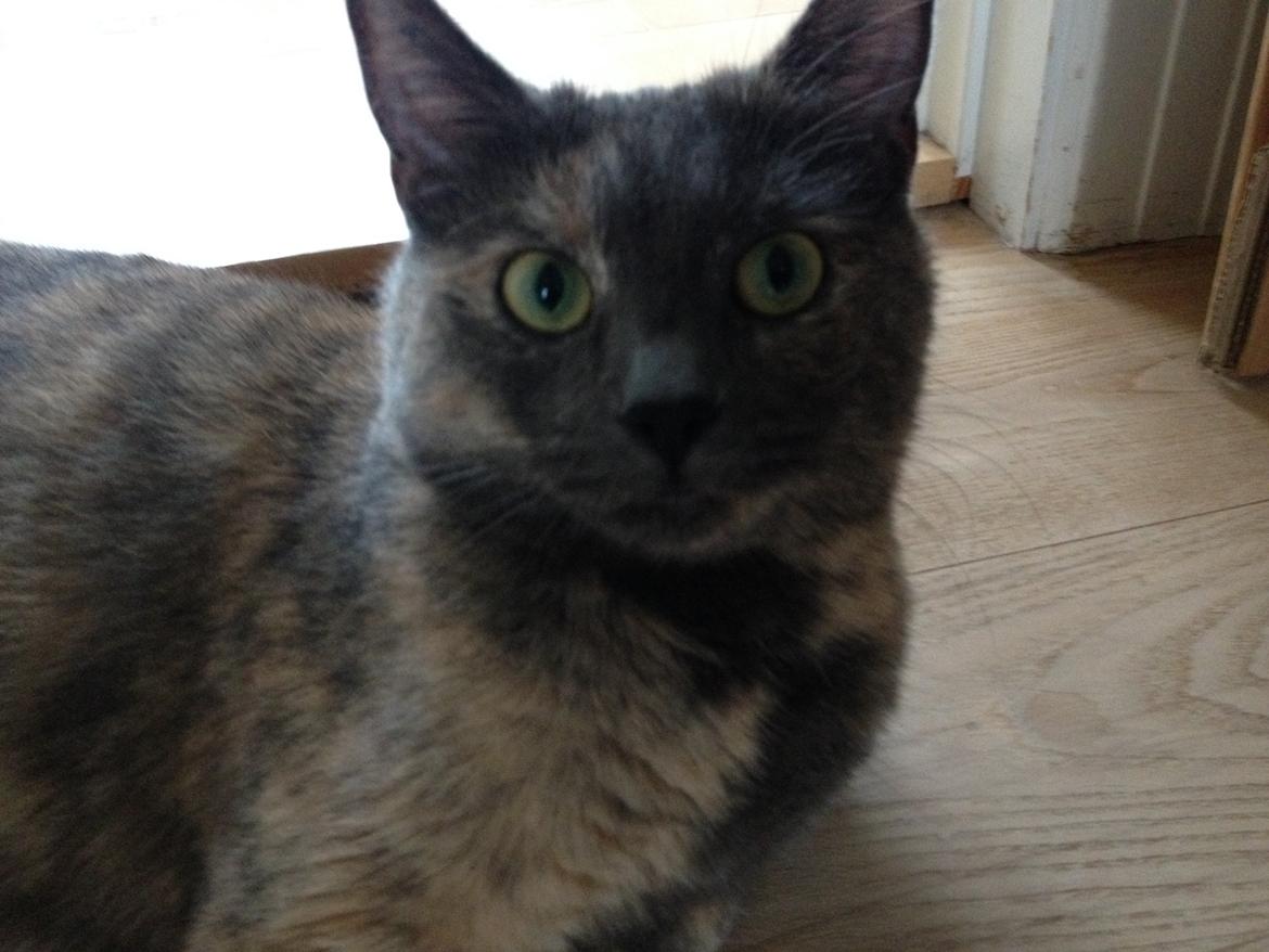 Huskat Chilli billede 15