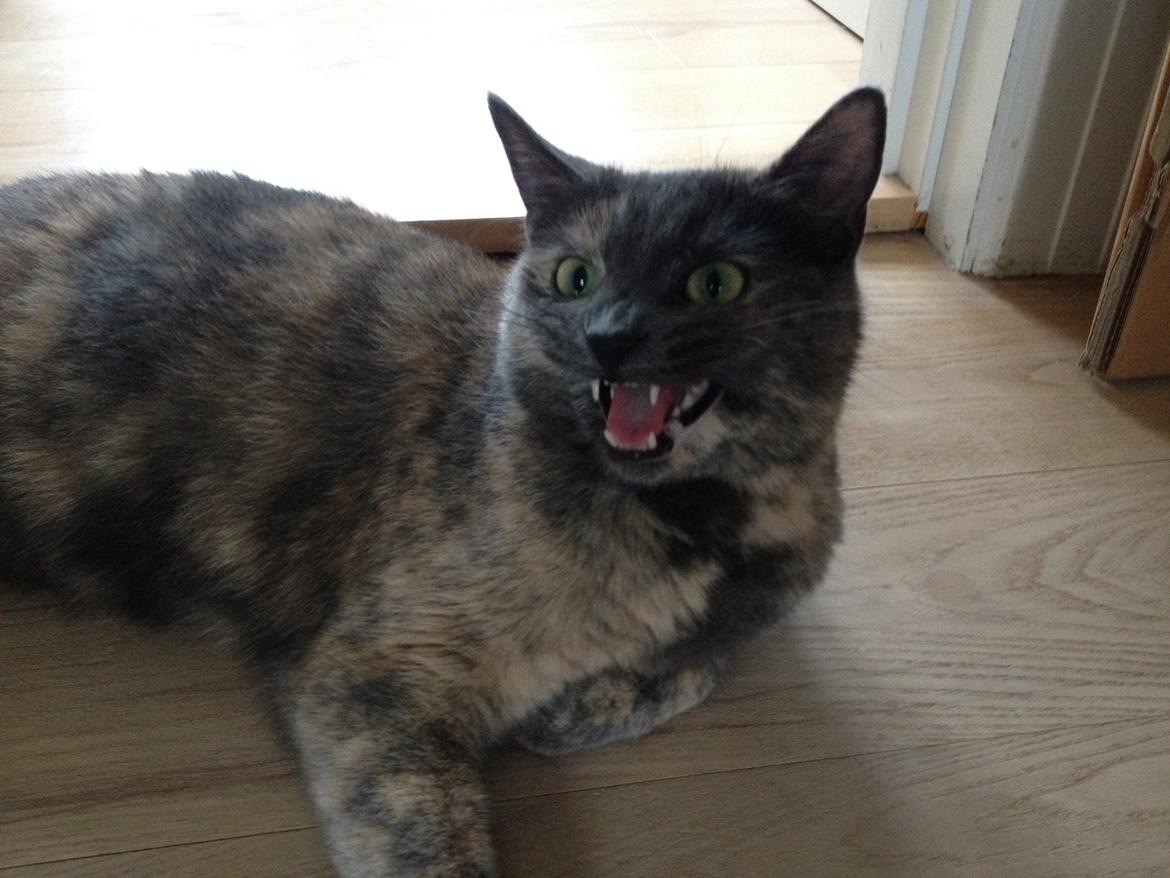 Huskat Chilli billede 6