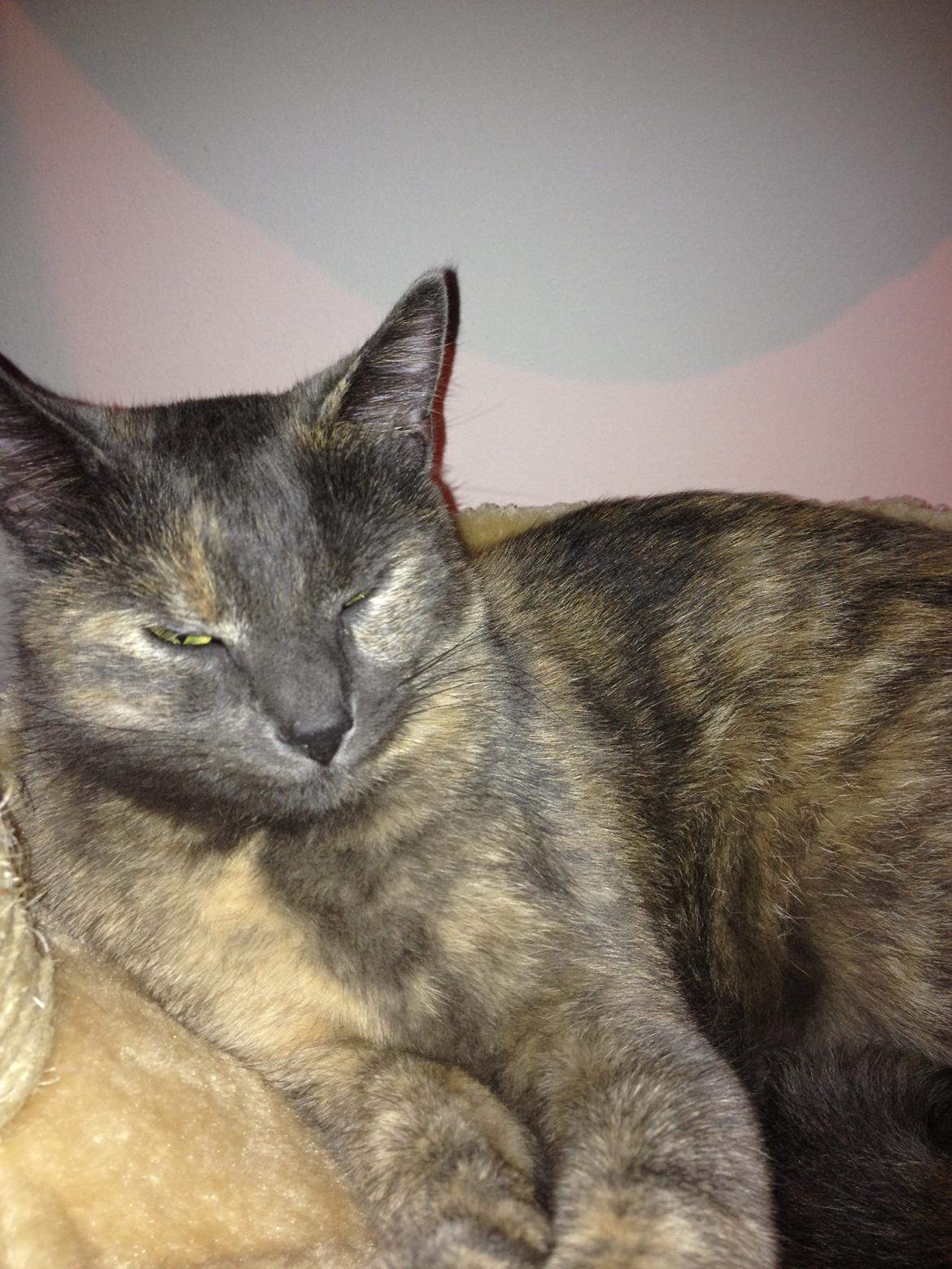 Huskat Chilli billede 19