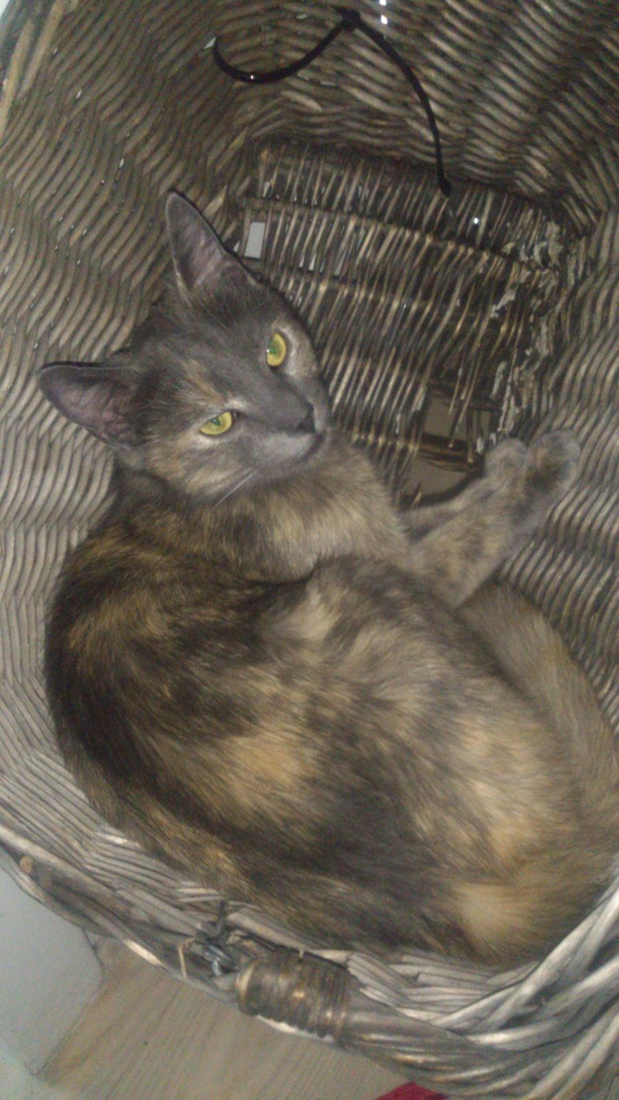 Huskat Chilli billede 16